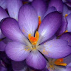 Meet your Posher, Lindsay